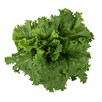 Green Leaf