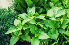 Herbs